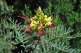 Caesalpinia gilliesii