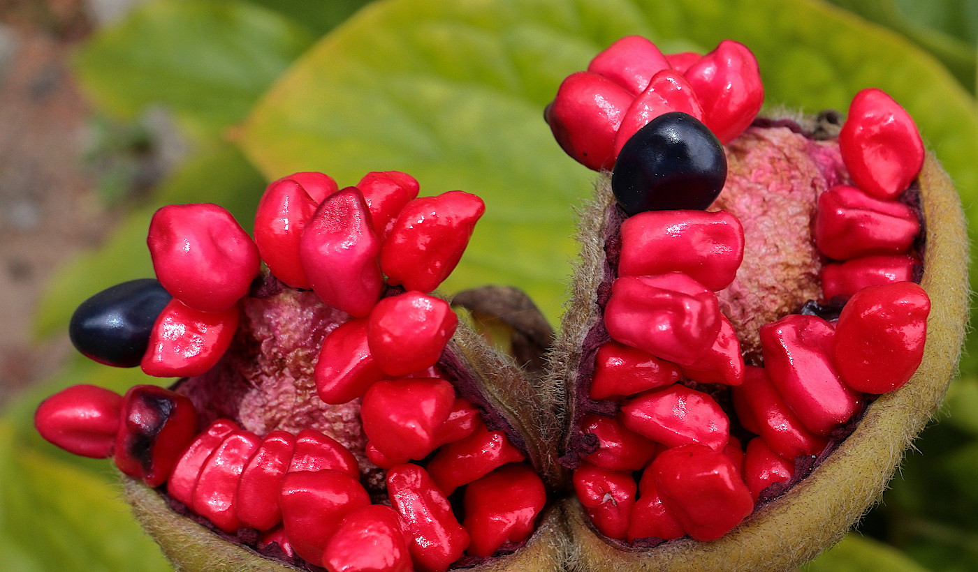 Image of Paeonia wittmanniana specimen.