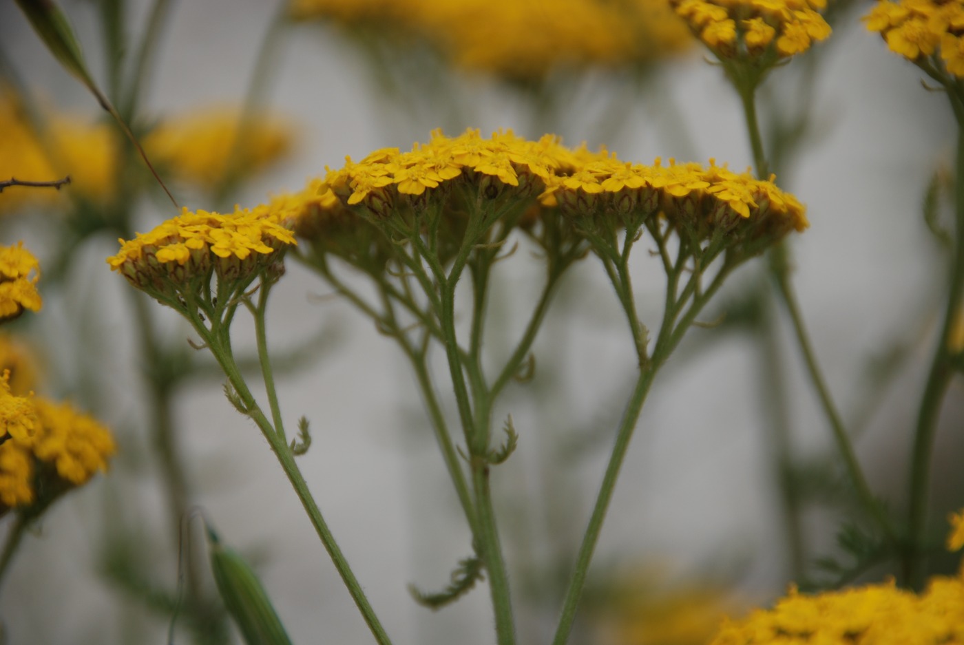 Image of Achillea arabica specimen.