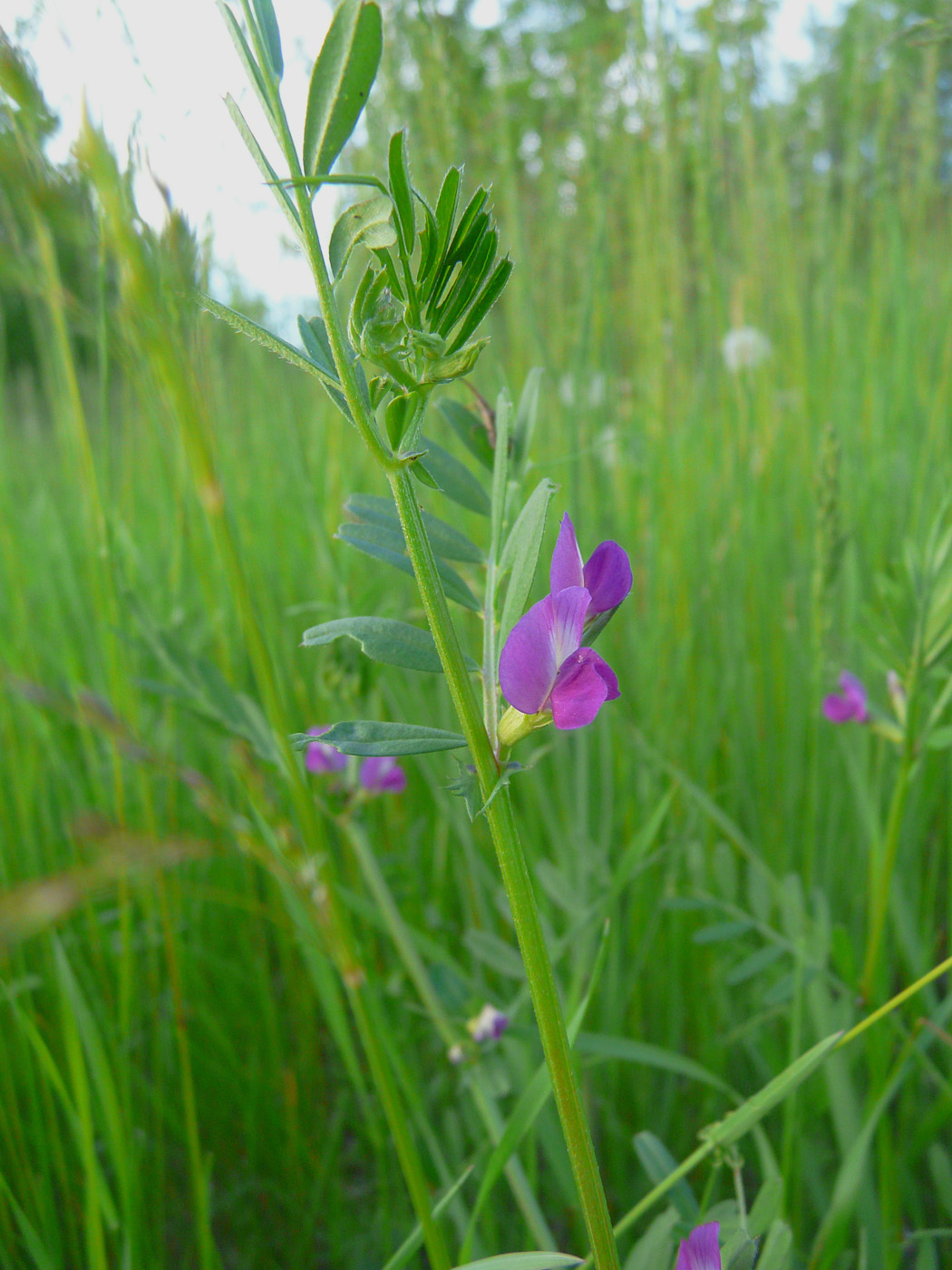 Изображение особи Vicia segetalis.