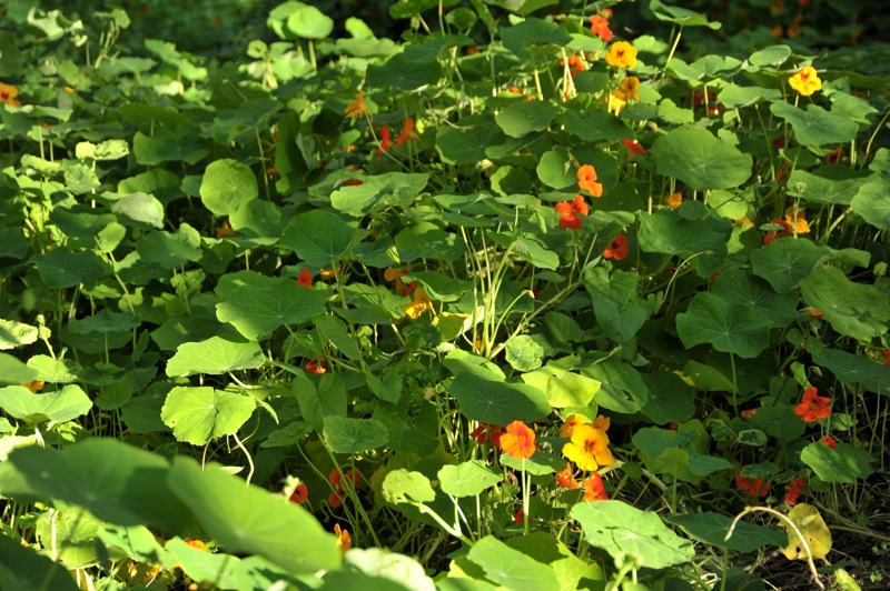 Image of Tropaeolum majus specimen.