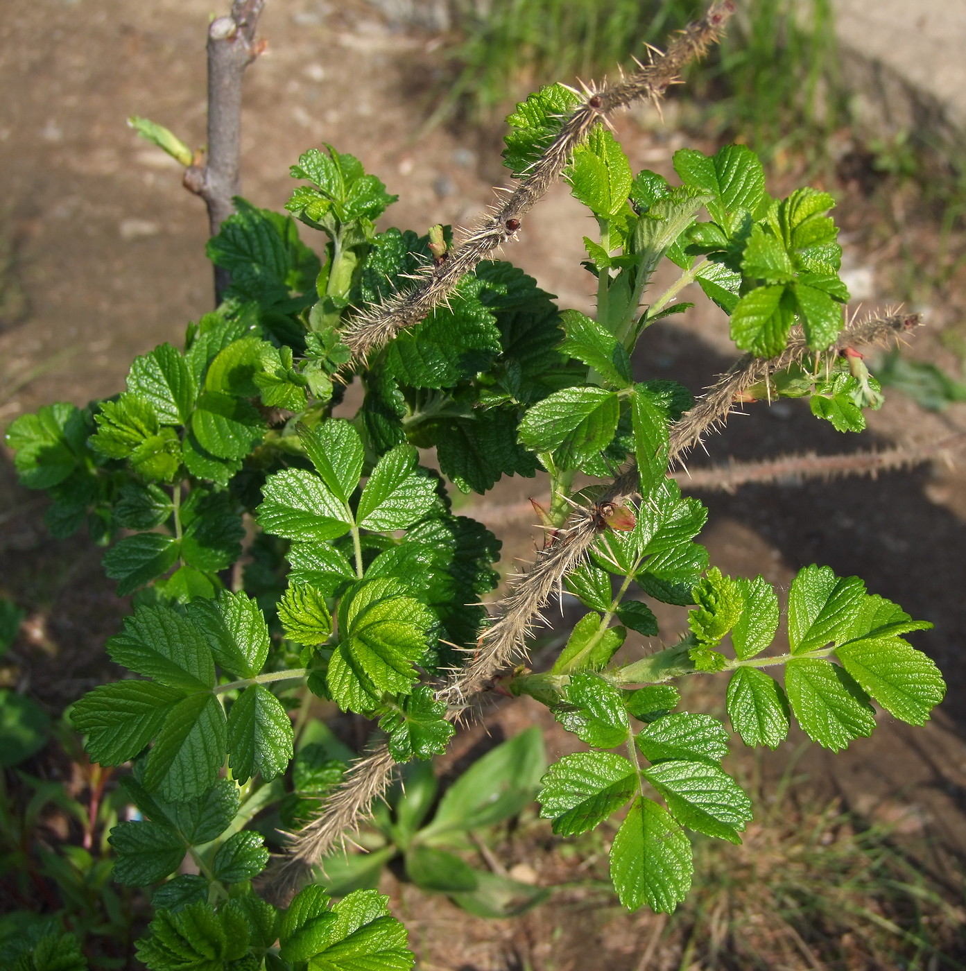 Изображение особи Rosa rugosa.