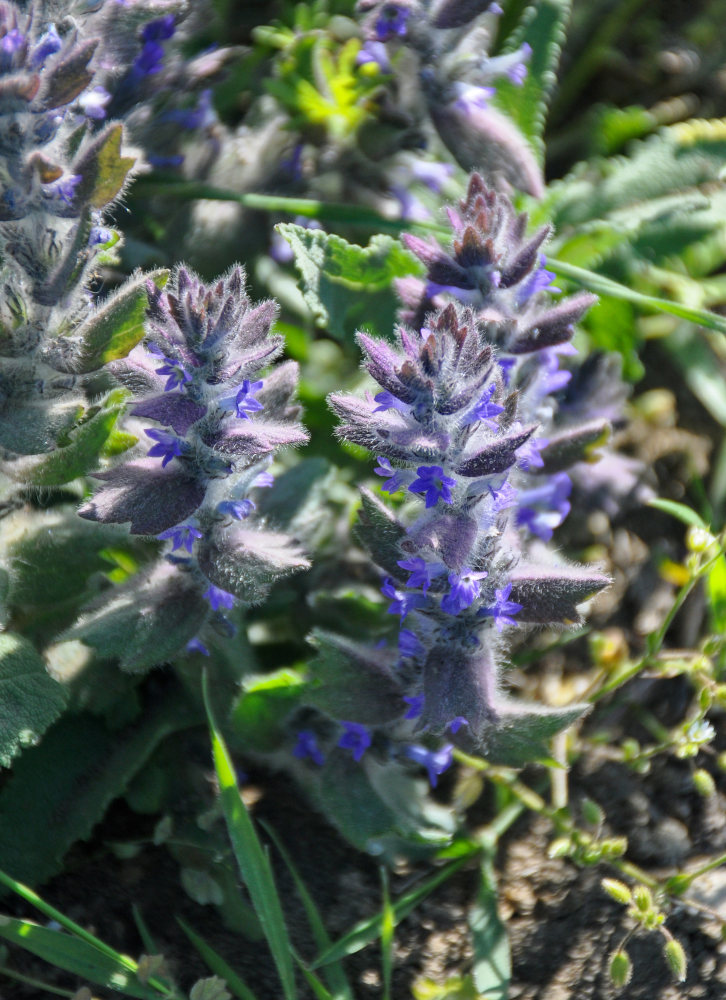 Image of Ajuga orientalis specimen.