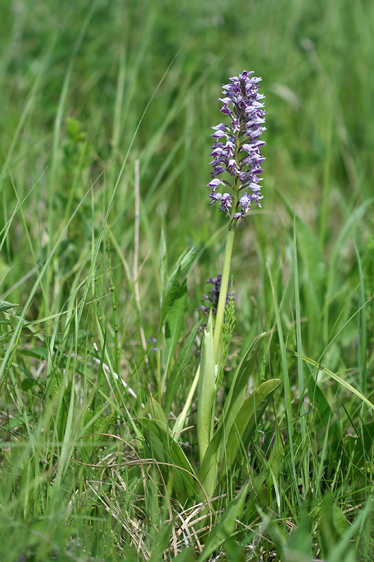 Image of Orchis militaris specimen.