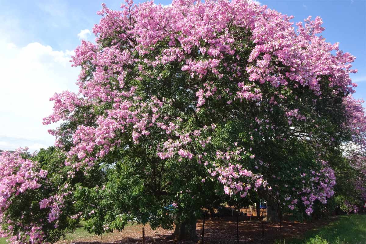 Изображение особи Ceiba pubiflora.