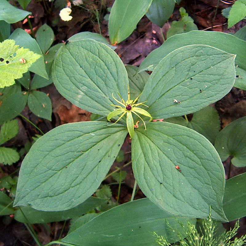 Image of Paris quadrifolia specimen.