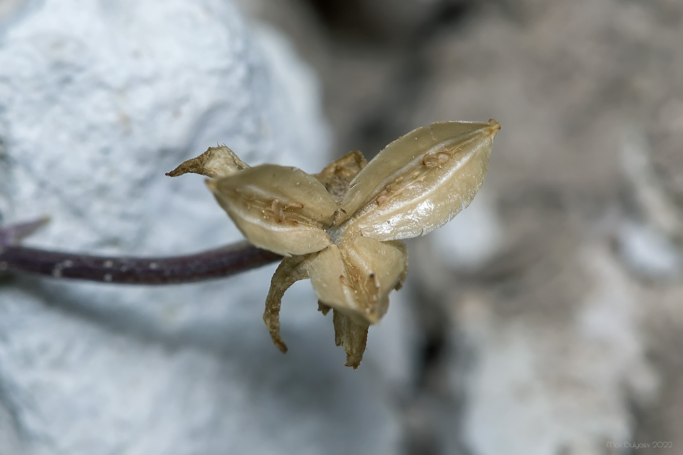 Image of Viola kitaibeliana specimen.