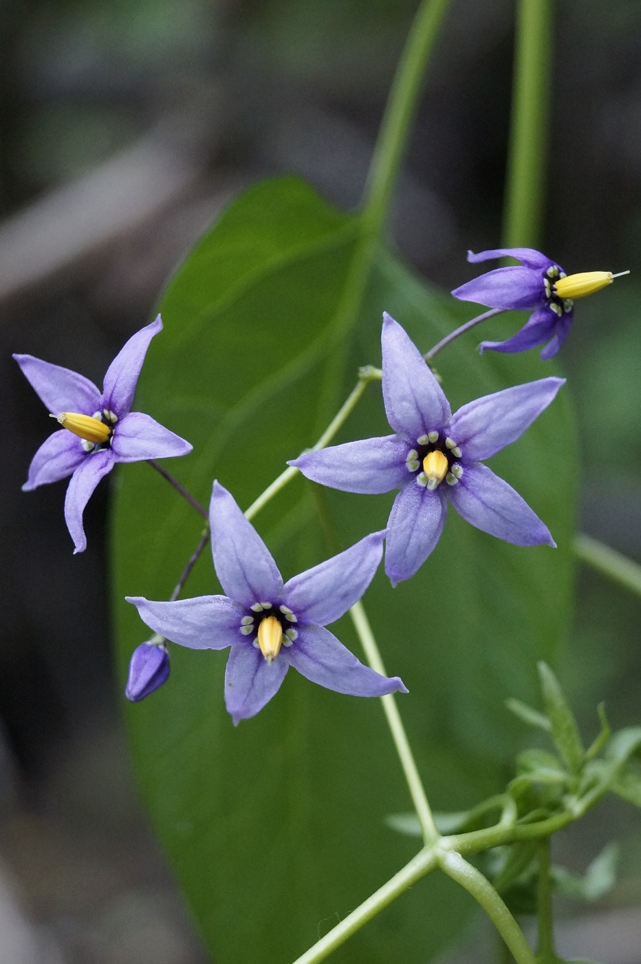 Image of Solanum dulcamara specimen.