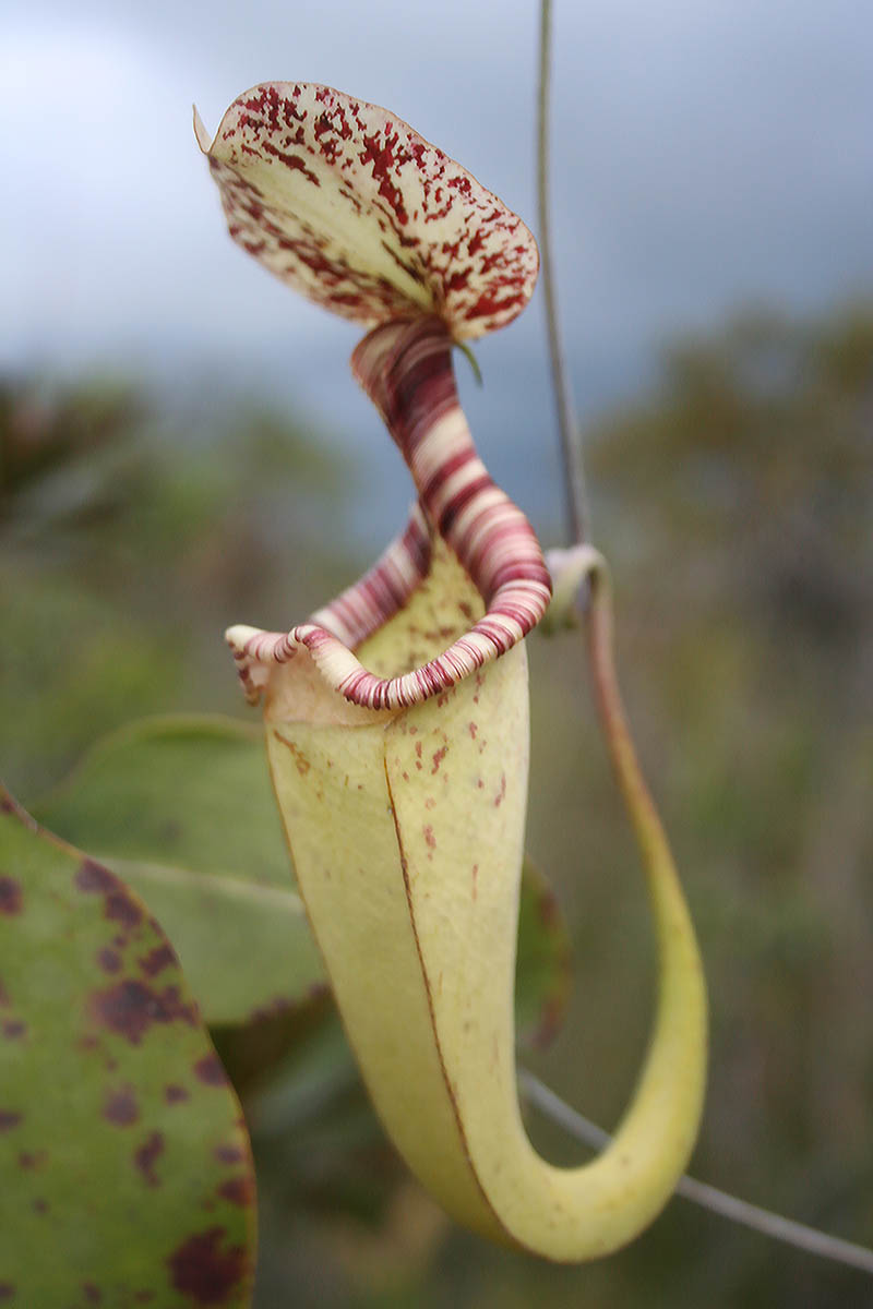 Image of Nepenthes stenophylla specimen.