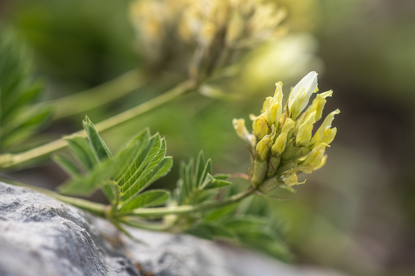 Изображение особи Astragalus freynii.