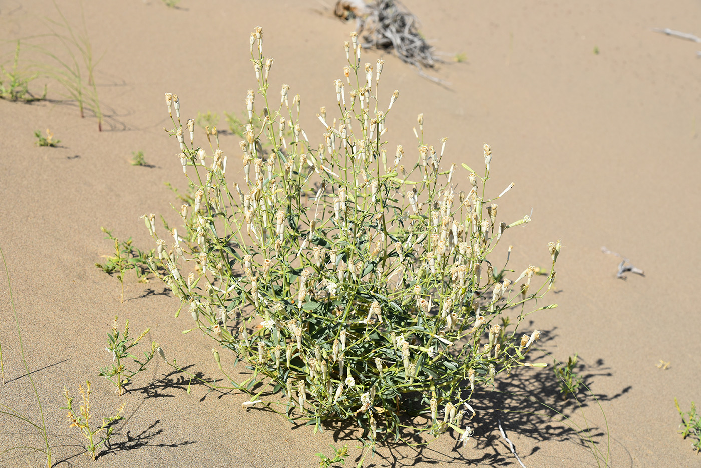 Image of Silene odoratissima specimen.