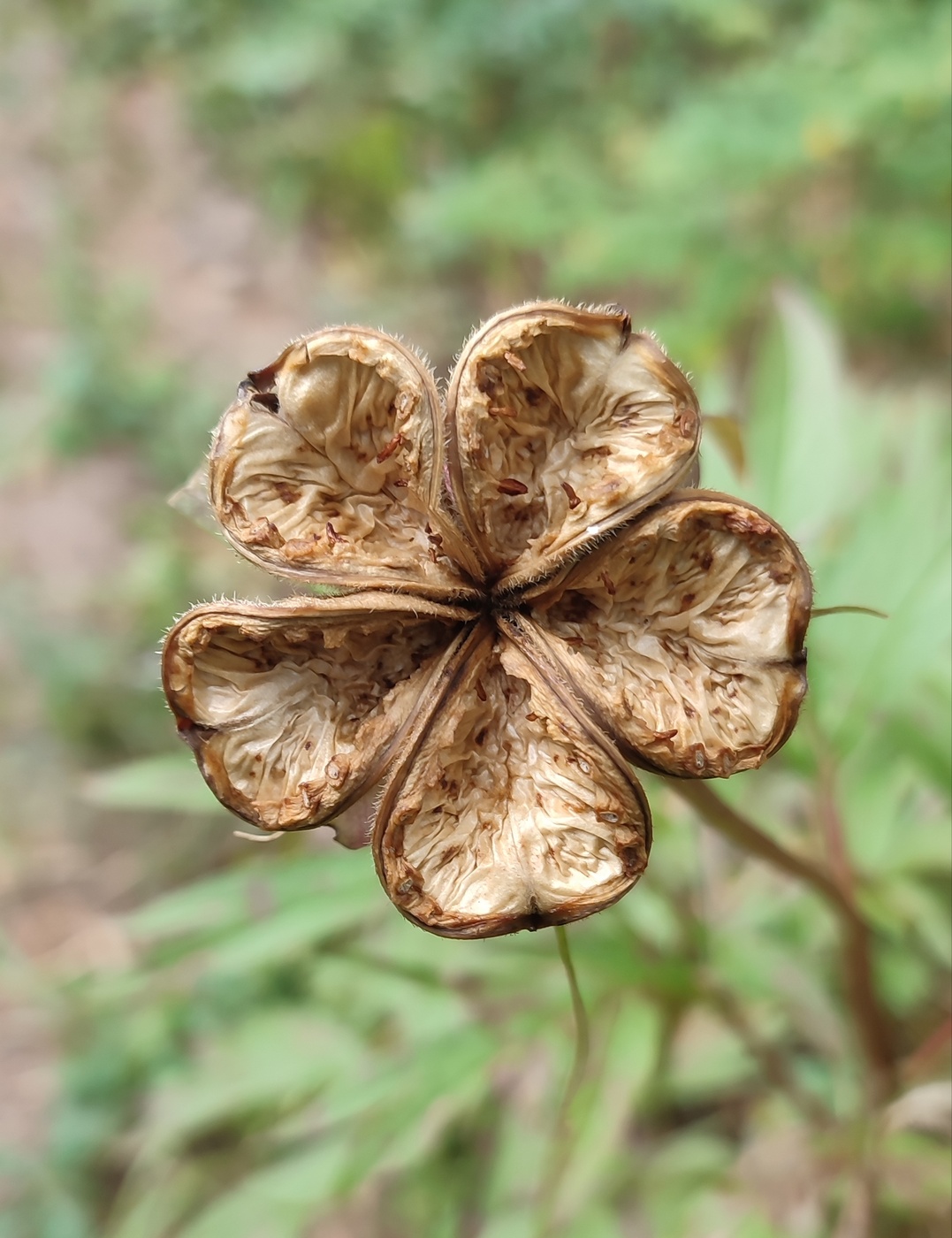 Image of Paeonia anomala specimen.