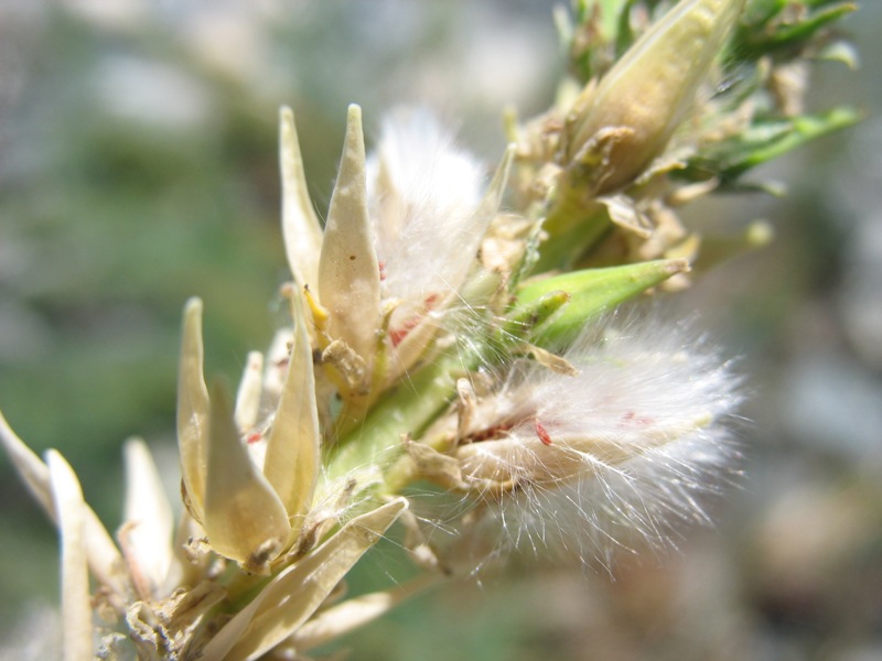 Image of Myricaria bracteata specimen.