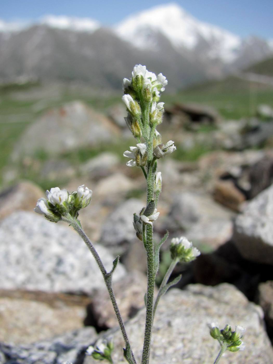 Изображение особи Draba cana.