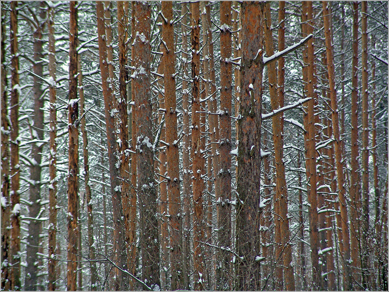 Изображение особи Pinus sylvestris.