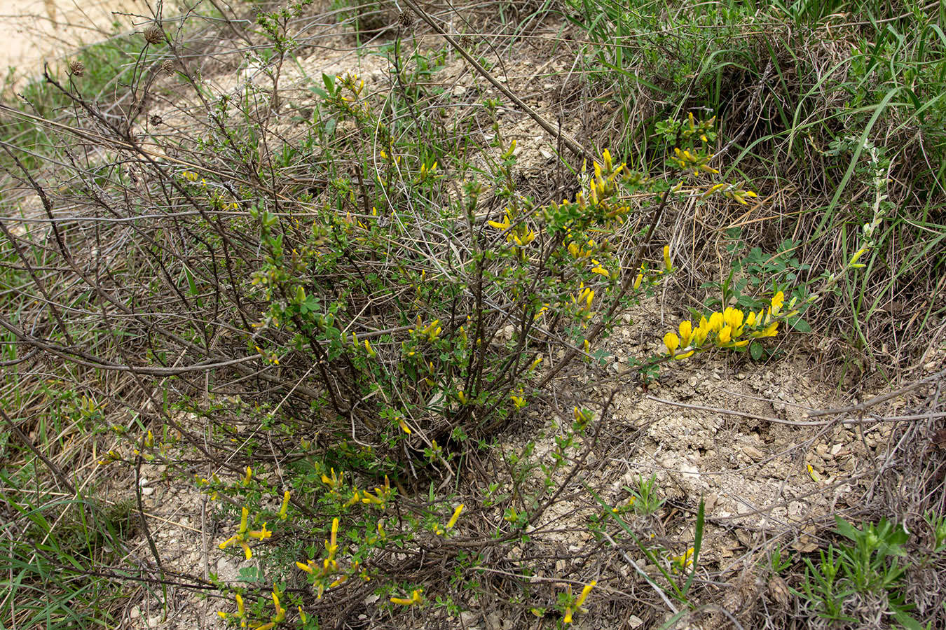 Изображение особи Chamaecytisus ruthenicus.