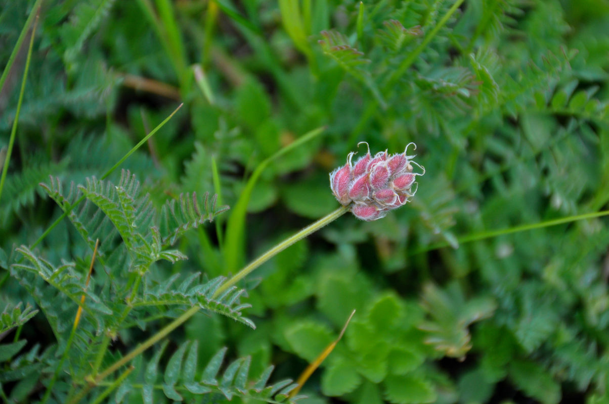 Изображение особи Astragalus danicus.