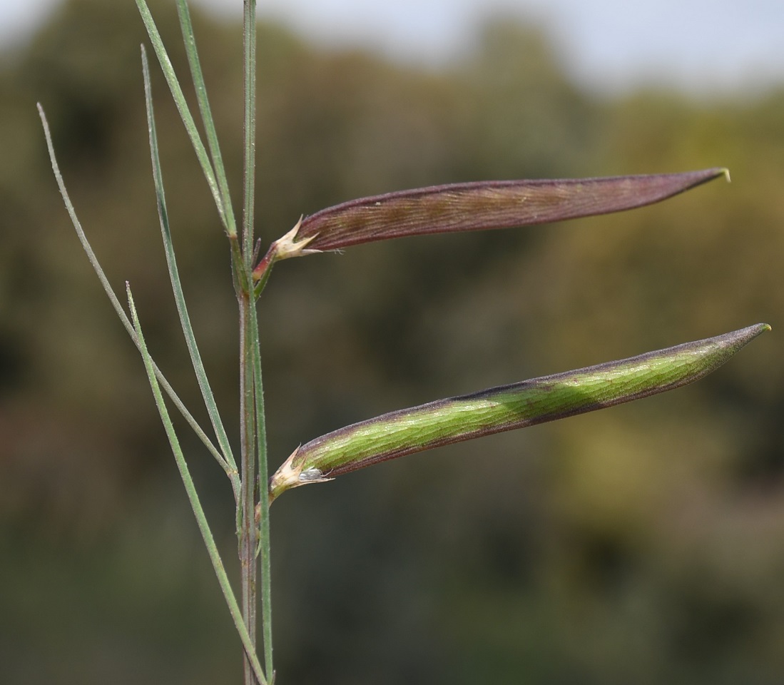 Изображение особи Lathyrus sphaericus.