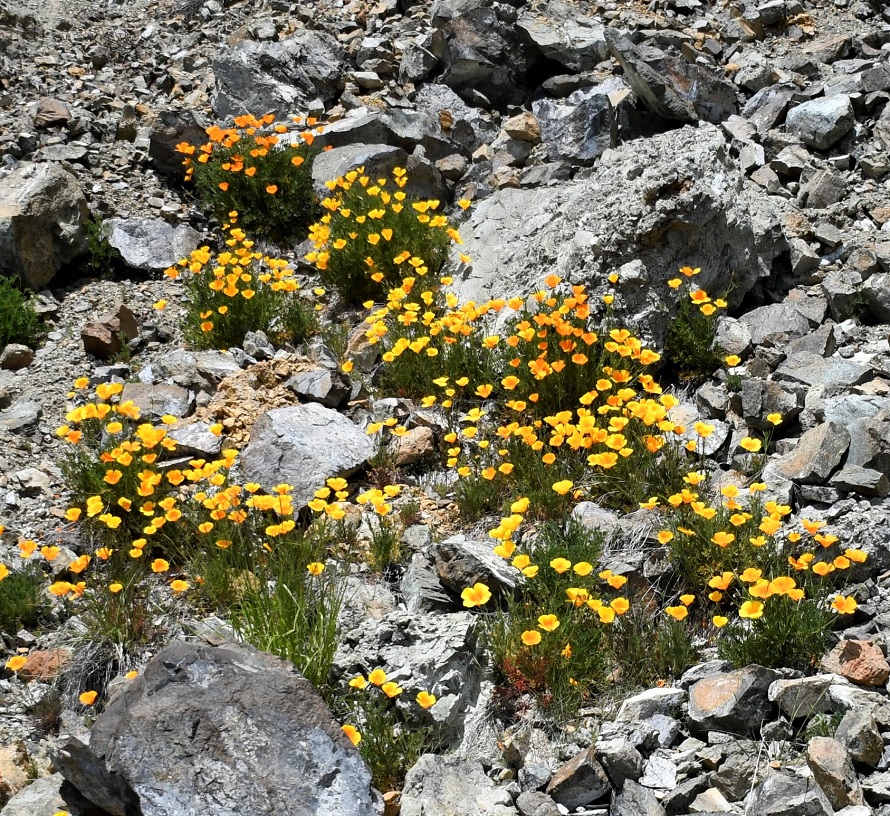 Image of Eschscholzia californica specimen.