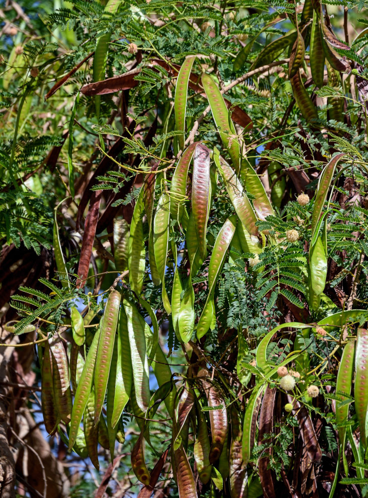 Image of Leucaena leucocephala specimen.