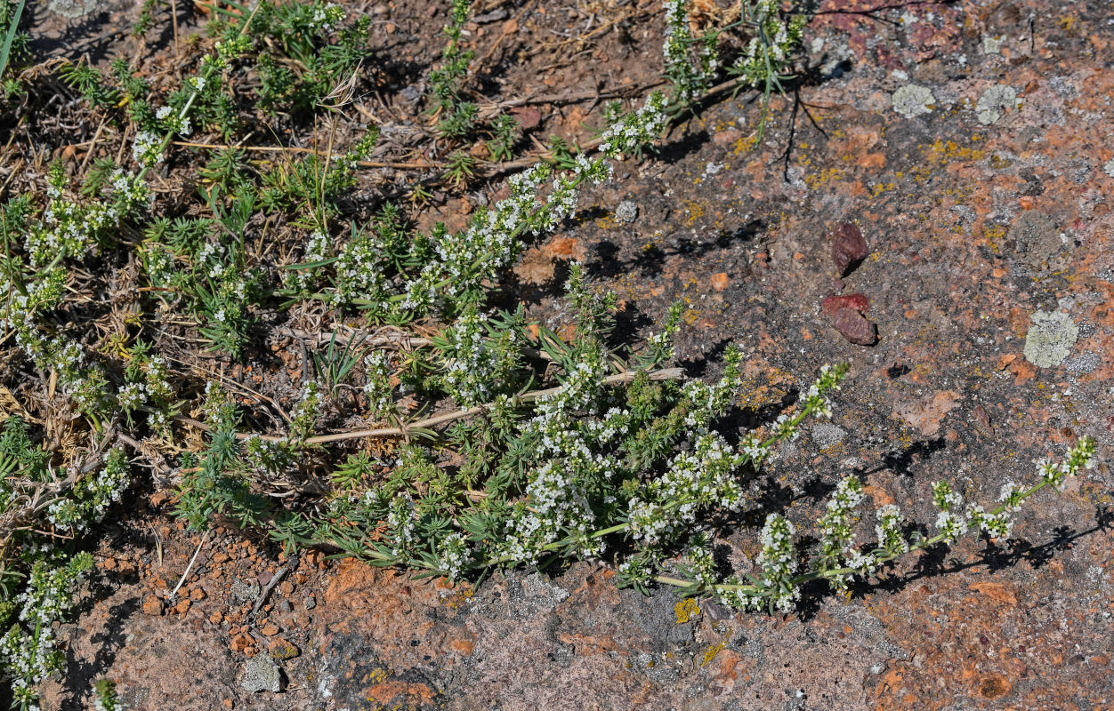 Image of Galium vartanii specimen.