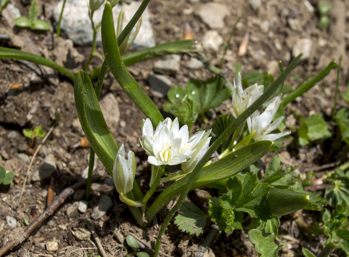 Изображение особи Ornithogalum balansae.