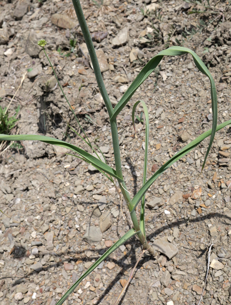 Image of Allium atroviolaceum specimen.