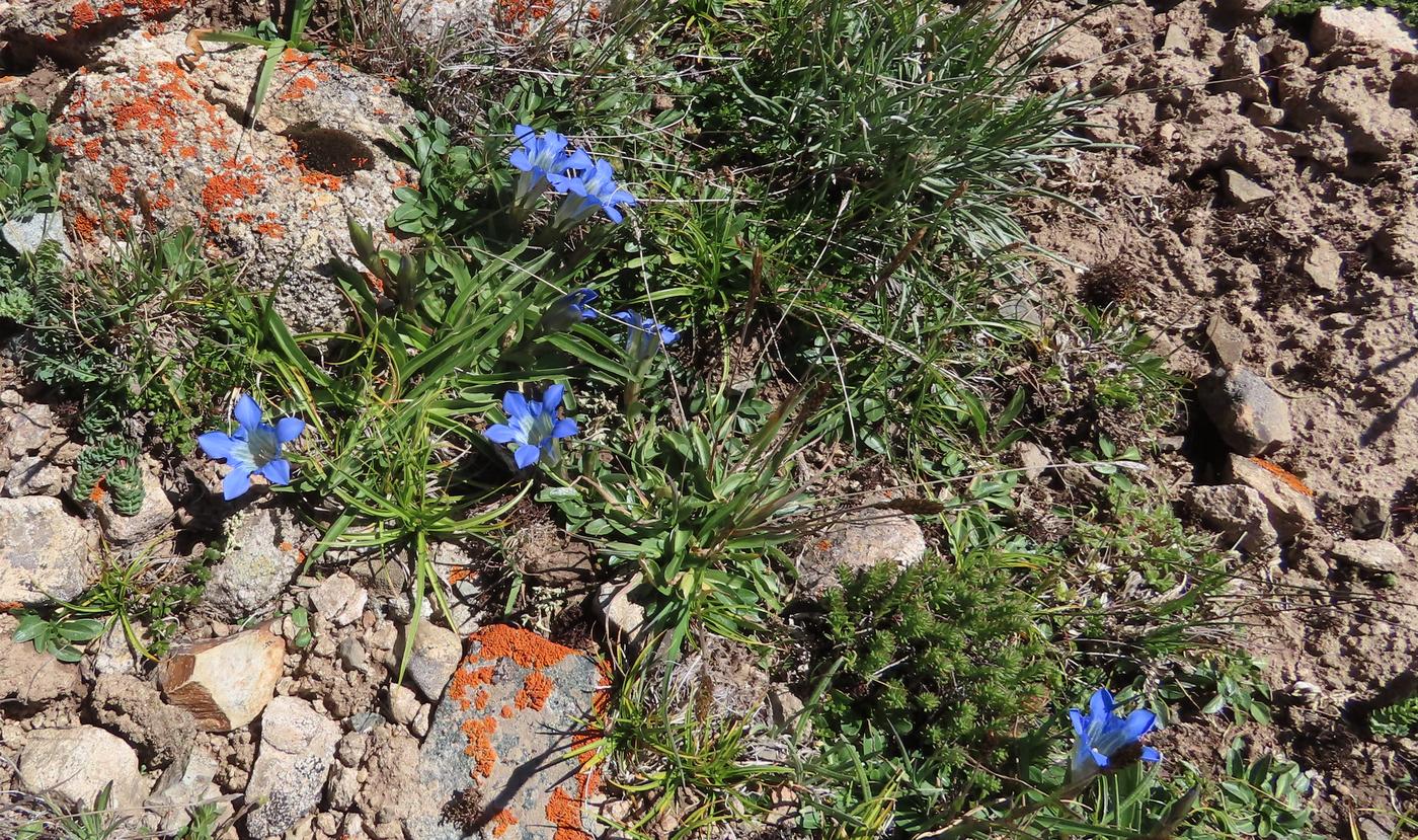 Изображение особи Gentiana kaufmanniana.