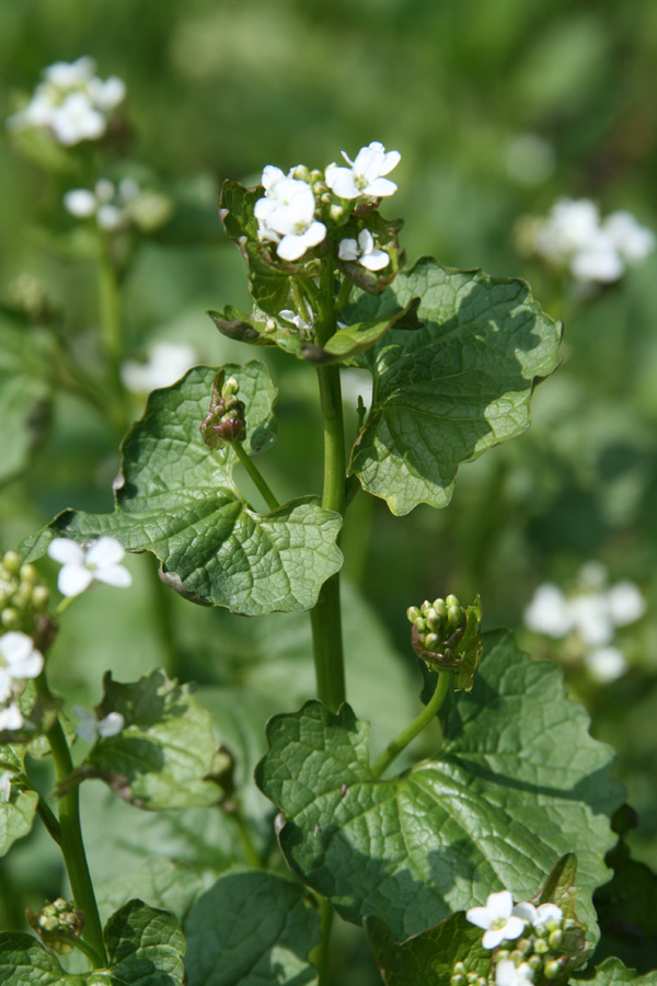 Image of Alliaria petiolata specimen.