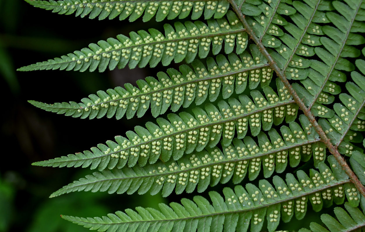 Image of Dryopteris filix-mas specimen.