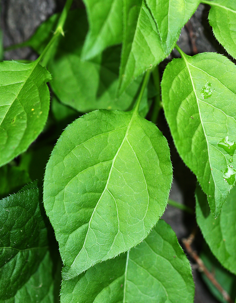 Изображение особи Celastrus flagellaris.