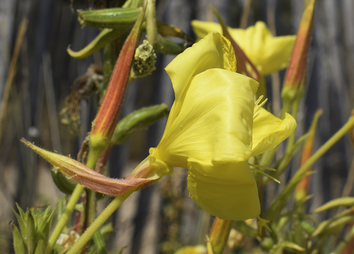 Image of Oenothera glazioviana specimen.