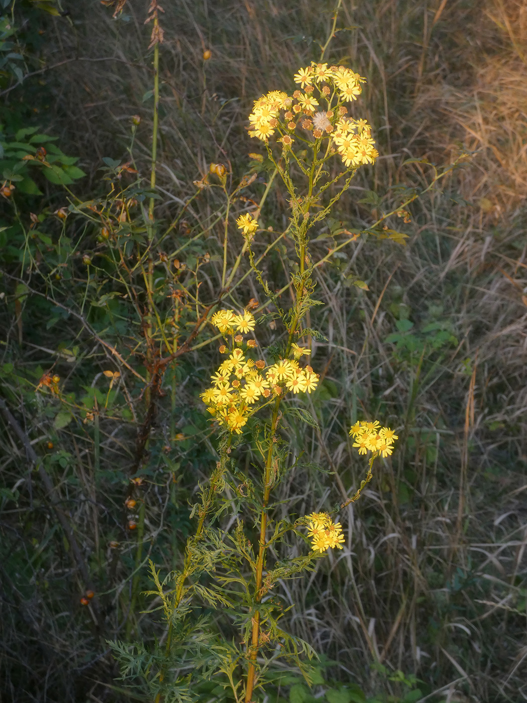 Image of Senecio jacobaea specimen.