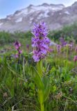 Dactylorhiza euxina. Верхушка цветущего растения. Карачаево-Черкесия, Карачаевский р-н, Большой Кавказ, ущелье Чунгур-Джар, ур. \"Аэродром\", левый берег реки Чунгур-Джар, ≈ 2690 м н.у.м., задернованная каменисто-щебнистая россыпь. 22.07.2023.