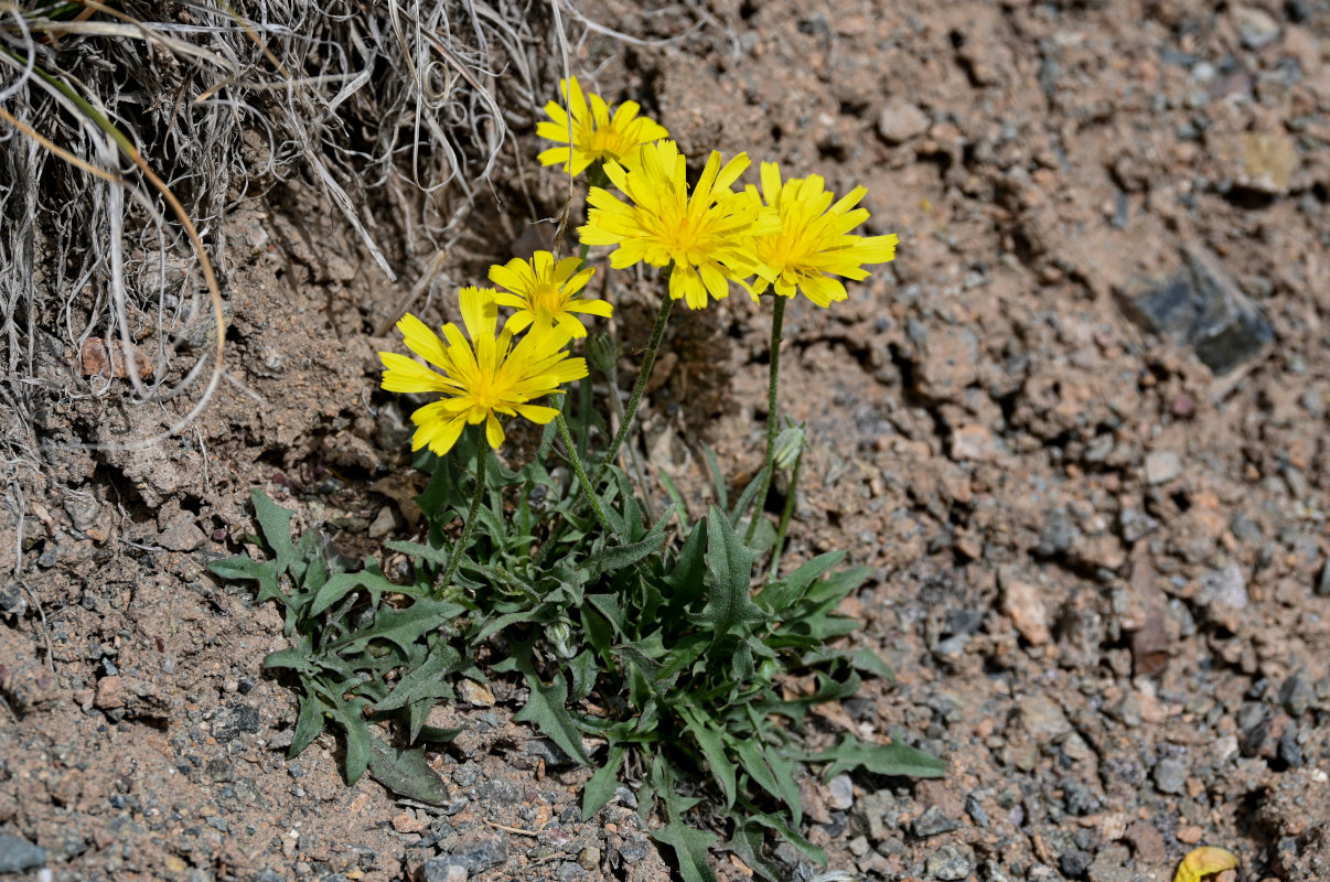 Изображение особи Crepis oreades.