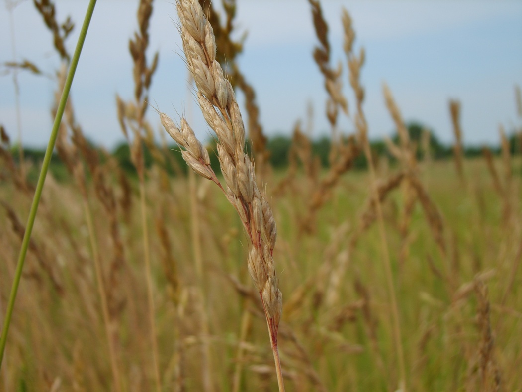 Изображение особи род Bromus.