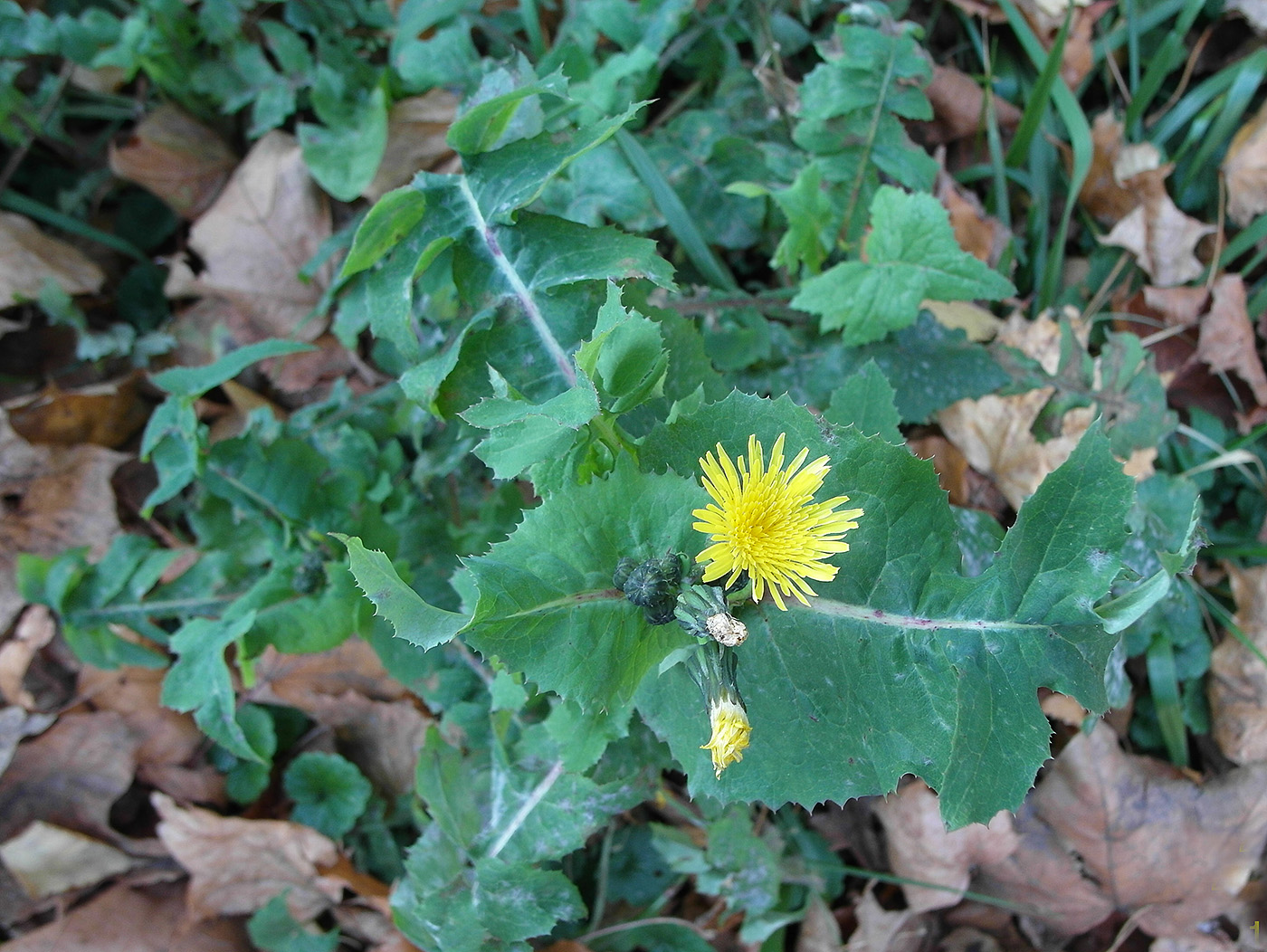 Image of Sonchus oleraceus specimen.