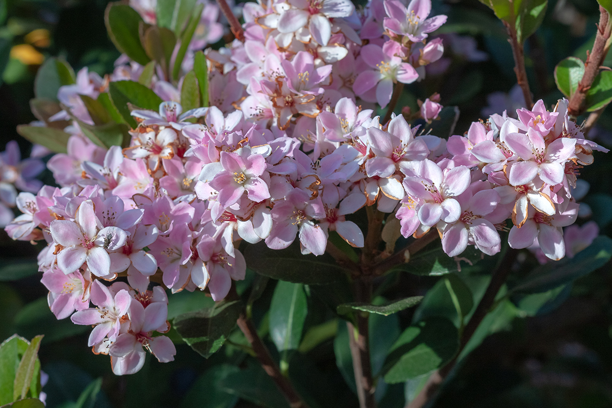 Изображение особи Rhaphiolepis umbellata.