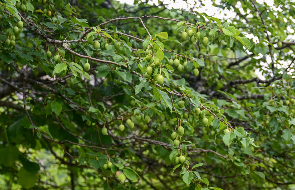 Изображение особи род Prunus.