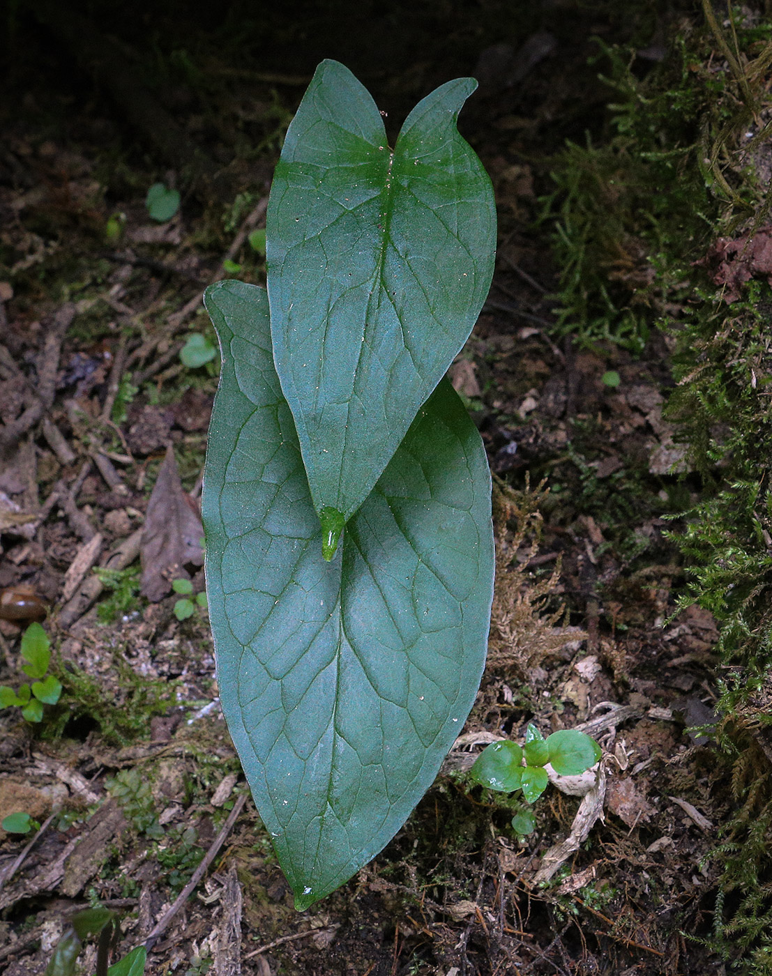 Изображение особи Arum orientale.