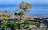 Aralia cordata