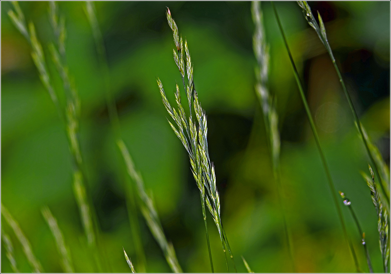 Image of genus Festuca specimen.