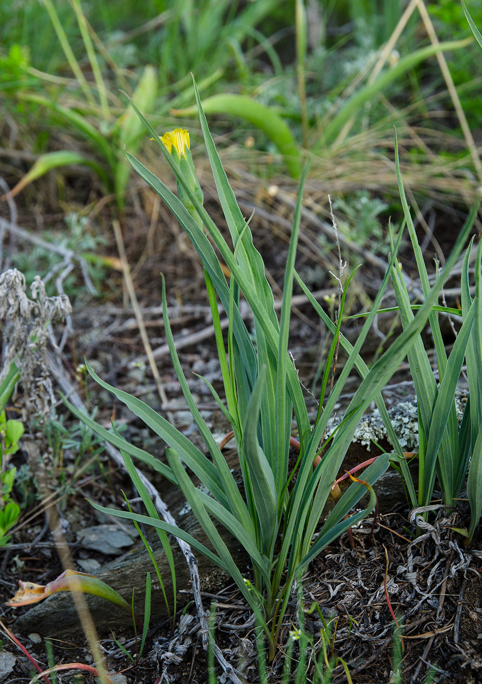 Image of Scorzonera austriaca specimen.