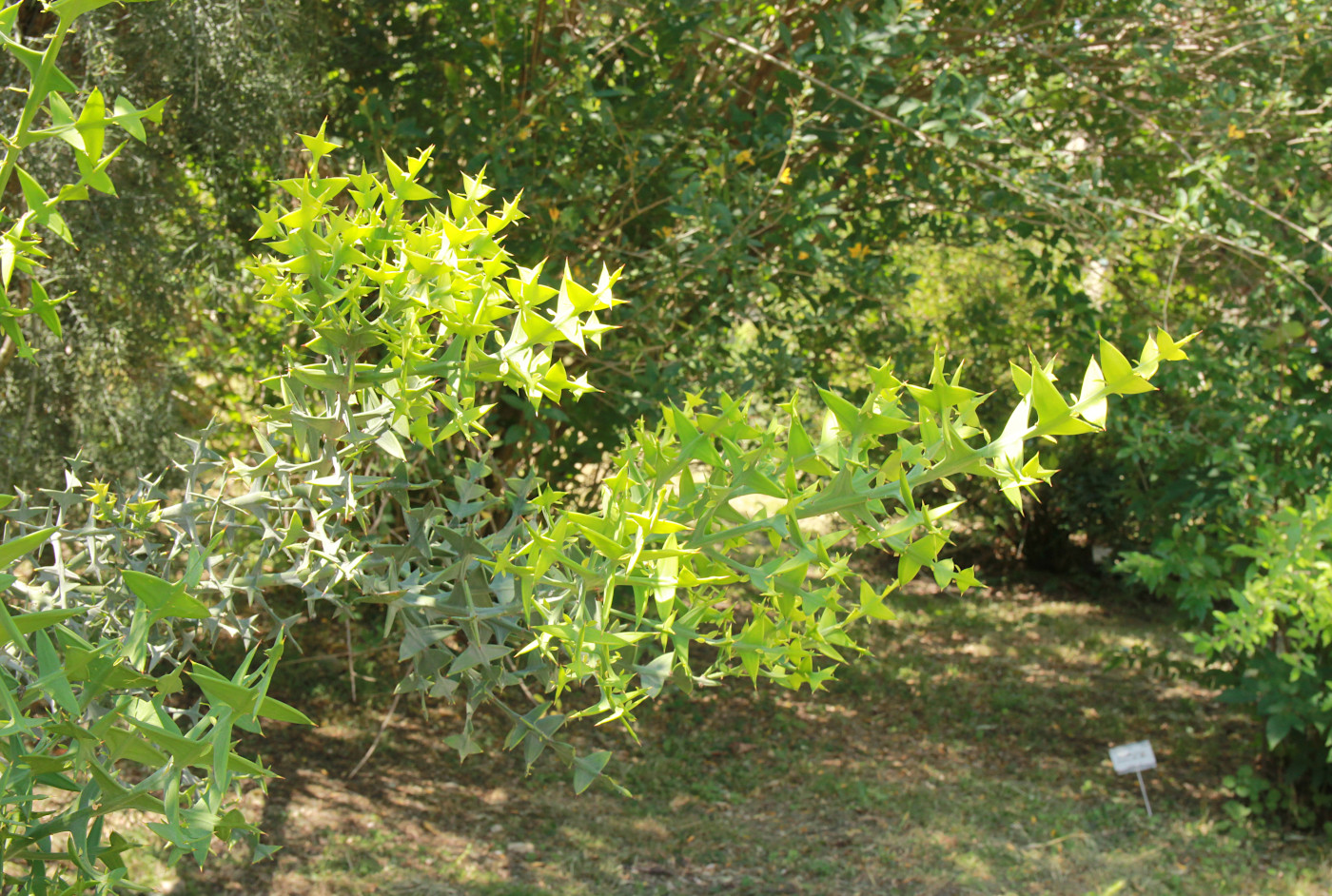 Изображение особи Colletia paradoxa.