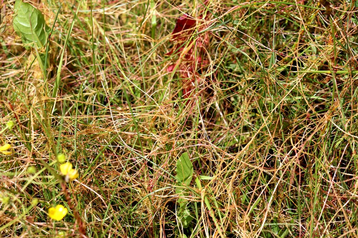 Image of genus Cuscuta specimen.