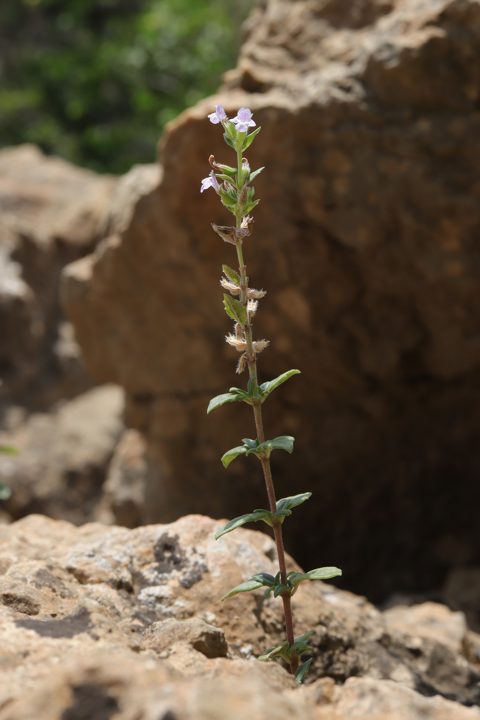 Image of Ziziphora graveolens specimen.