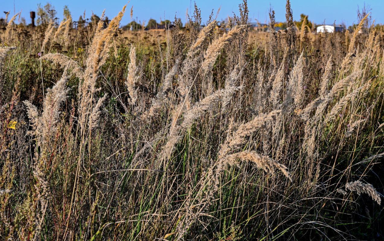 Изображение особи Calamagrostis epigeios.