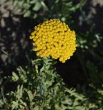 Tanacetum vulgare