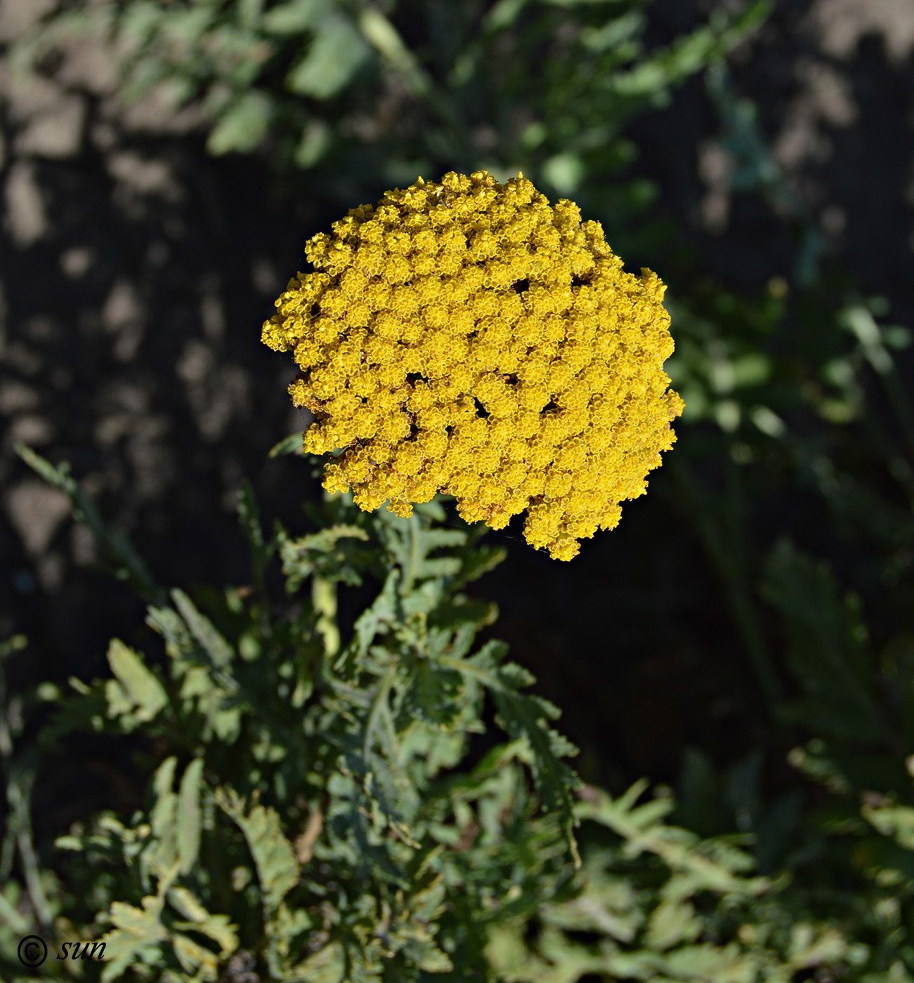 Image of Tanacetum vulgare specimen.