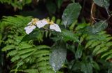 Hydrangea chinensis. Верхушка ветви с соцветием. Китай, провинция Гуанси, рисовые террасы Лунцзи, опушка смешанного леса. 29.05.2024.